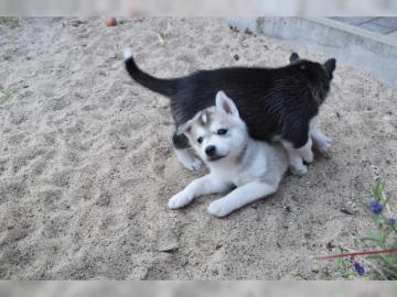 Sibirian Husky Welpen