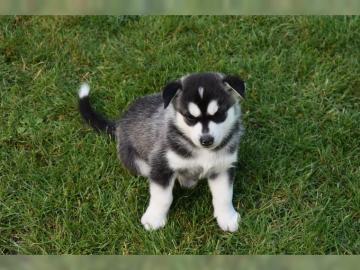 Sibirian Husky Welpen