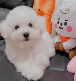 Sch?ner Bichon Frise
