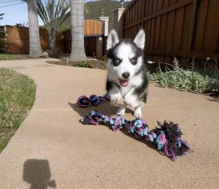 Entz�ckende Welpen des sibirischen Husky