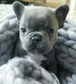 Beschreibung zu Franz�sische.  Bulldogge