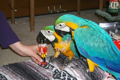 Blau und Gold Ara Papageien. . . . 