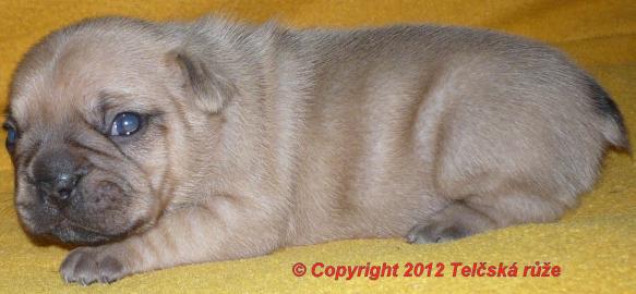 Franz�sische Bulldogge - Fantastisches A