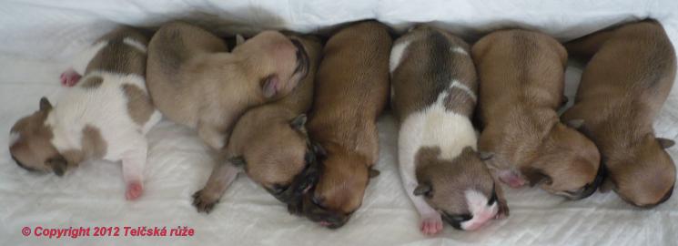 Franz�sische Bulldogge - Fantastisches A