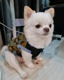 MINI -Chihuahua-Welpen