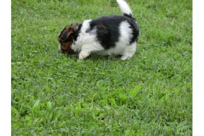 Magische Biewer Yorkshire Terrier Welpen