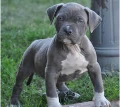 Spezielle kleine Pitbull Welpen
