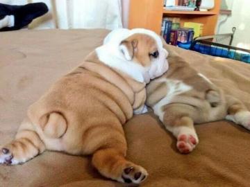 Englische Bulldogge-Welpen