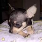 Dringend S��e Chihuahuawelpe