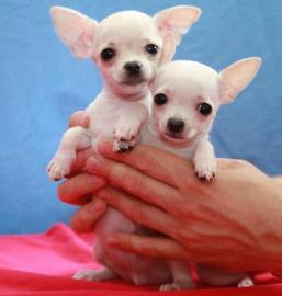 Dringend S��e Chihuahuawelpe