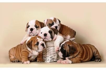 Bildsch�ne reinrassige Englische Bulldog