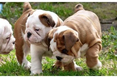 Bildsch�ne reinrassige Englische Bulldog