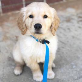Atemberaubende Golden Retriever Welpen f