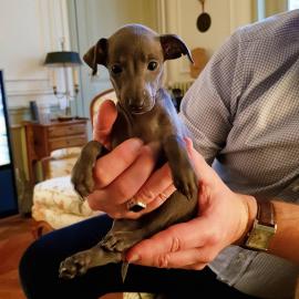 Italienische Windhundwelpen verf?gbar