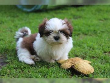Erh?ltlich Shih Tzu Welpen mit Papieren