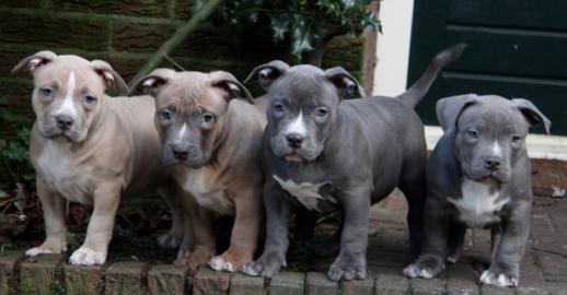 Sehr sch�ne American Bully Welpen