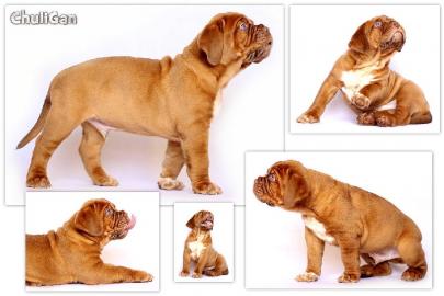 Dogue de Bordeaux Welpen mit Papiere FCI
