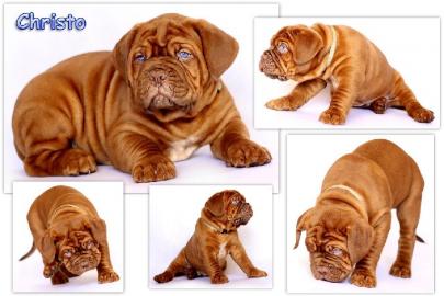 Dogue de Bordeaux Welpen mit Papiere FCI