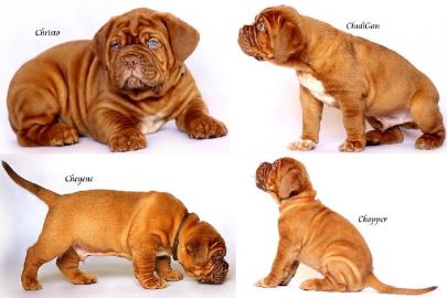 Dogue de Bordeaux Welpen mit Papiere FCI
