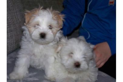 2 super-niedliche Malteser/Shih-Tzu Welp
