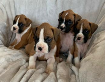 Sch�ne Boxerwelpen