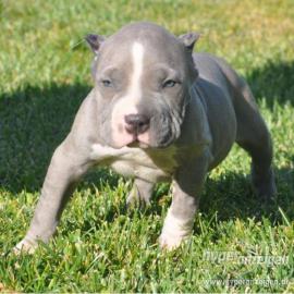 Xxl- lionstyle- american bully- welpen-