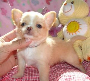 Chihuahua Welpen 11 Wochen alt. 