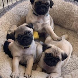 Liebevoller Teacup-Mops verf?gbar