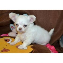 Chihuahua welpen mit Pap. 