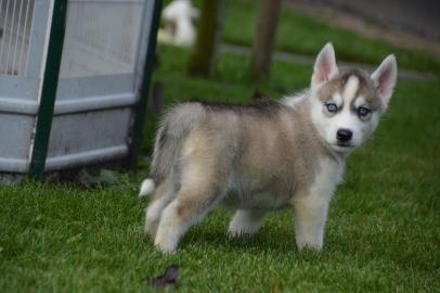 Siberian Husky Welpen mit FCI /VDH Papie