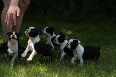 Boston Terrier Welpen /R�de VDH/KfT Abga