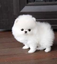 KOSTENLOS Pomeranian Zwergspitz welpen. 