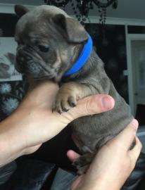 Franz�sische Bulldog Welpen mit Papieren