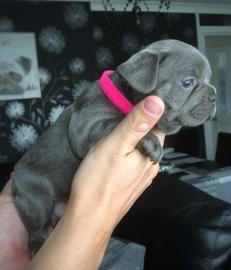 Franz�sische Bulldog Welpen mit Papieren
