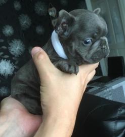 Franz�sische Bulldog Welpen mit Papieren