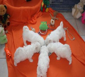 Wundersch�ne Bichon Frise Welpen mit Pap