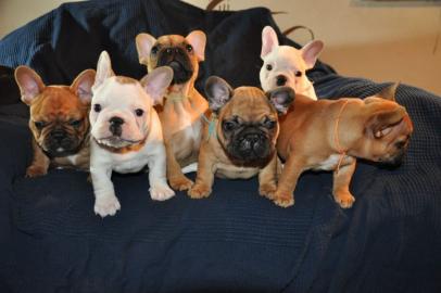 Sch?ne franz?sische Bulldoggenwelpen