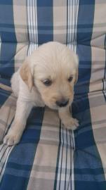 **Golden Retriever welpen Zu verkaufen**
