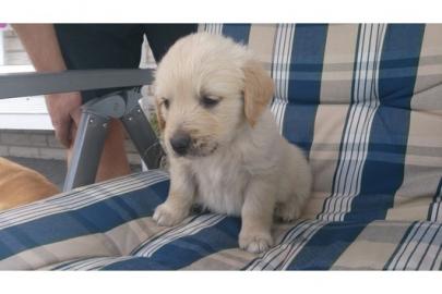 **Golden Retriever welpen Zu verkaufen**