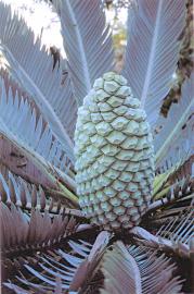 Cycad und Encephalartos Samen verf�gbar