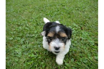 Reinrassige BIEWER YORKSHIRE-TERRIER (ab