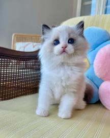 Ragdoll-K�tzchen mit Stammbaum