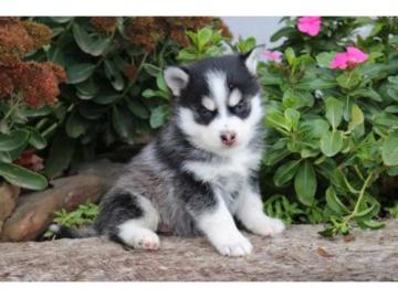 Liebevolles Pomsky Welpen mit Papieren w