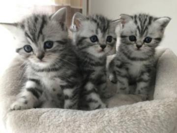 S��es BKH black-silver-classic Kittens. W