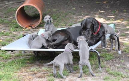 Wunderh?bsche Deutsche Doggen Welpen