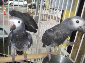 Papageien und PARROTS Eier zum Verkauf (