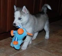Entz�ckender sibirischer Husky