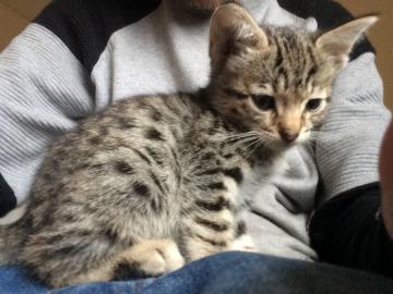 Sch�ne F5 registrierte Savannah Kittens