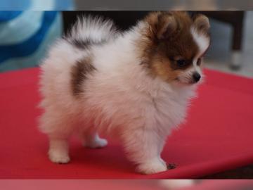 Pomeranian Zwergspitz Welpen