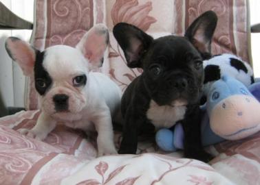 franz�sisch Bulldogge Welpen